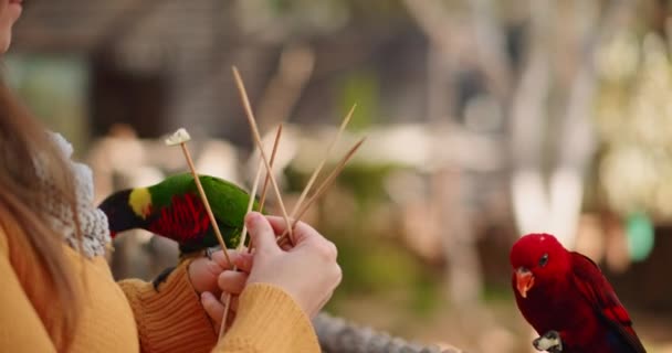 Giovane Donna Che Nutre Pappagalli Tropicali Lori Rossi Lorikeet Arcobaleno — Video Stock