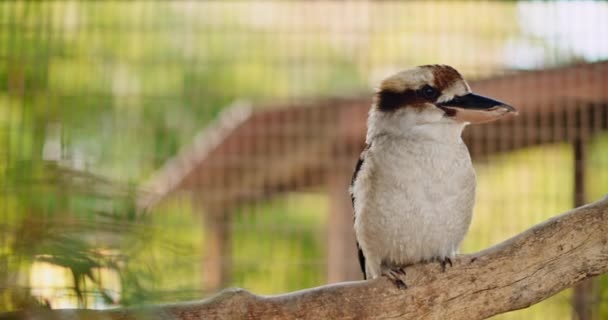 Primer Plano Risa Kookaburra Sentado Una Rama Árbol Profundidad Superficial — Vídeos de Stock