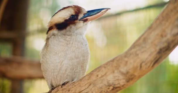Nahaufnahme Eines Lachenden Kookaburra Der Auf Einem Ast Sitzt Flache — Stockvideo