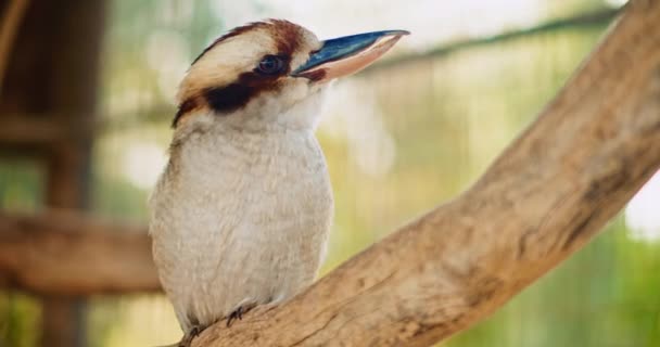 Primer Plano Risa Kookaburra Sentado Una Rama Árbol Profundidad Superficial — Vídeos de Stock