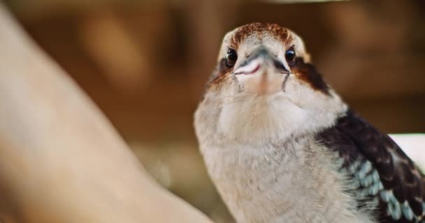 Nahaufnahme Eines Lachenden Kookaburra Der Auf Einem Ast Sitzt Flache — Stockvideo