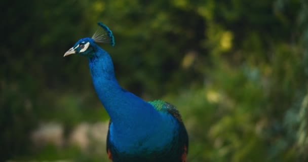 Close Beautiful Adult Male Peacock Green Bokeh Background Slow Motion — Stock Video