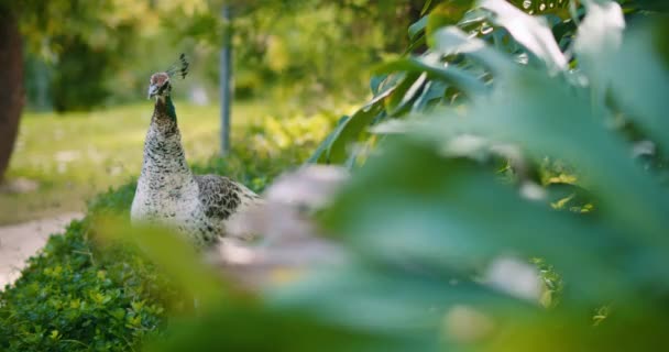 Pêssegos Adultos Pavão Fêmea Com Folhas Monstera Fundo Profundidade Campo — Vídeo de Stock