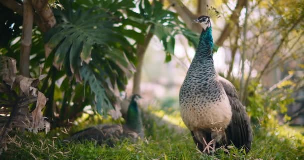 Ενηλίκων Peahen Θηλυκό Παγώνι Στέκεται Στο Γρασίδι Φύλλα Monstera Στο — Αρχείο Βίντεο