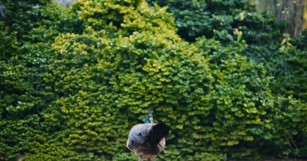 背中から成虫の桃 メスクジャク 背景に緑の茂み Bmpcc — ストック動画