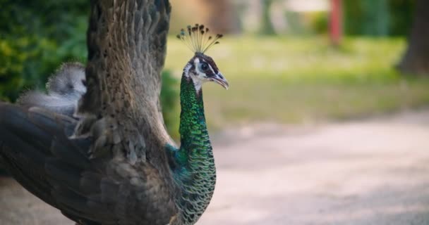 Yetişkin Peahen Dişi Tavus Kuşu Yeşil Bokeh Arkaplanı Bmpcc — Stok video