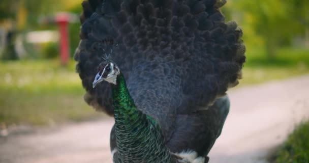 Närbild Vuxen Peahen Kvinnliga Påfågel Grön Bokeh Bakgrund Bmpcc — Stockvideo