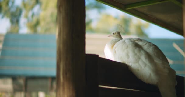 Detailní Záběr Bílého Páva Pavo Albus Sedícího Plotě Statku Zavřenýma — Stock video