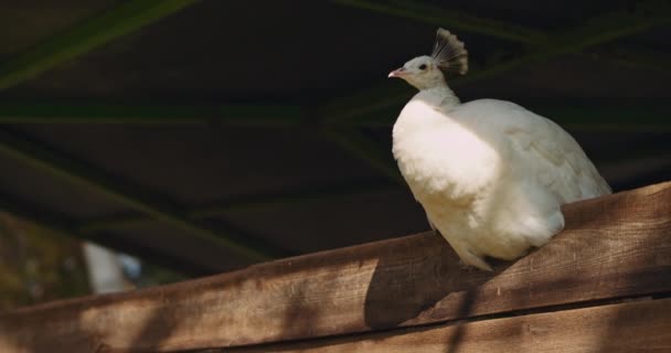 一只白色孔雀 Pavo Albus 坐在农场的围栏上 眼睛紧闭 田野浅浅的深度 Bmpcc — 图库视频影像