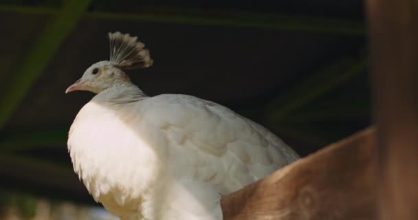 Närbild Vit Påfågel Pavo Albus Sitter Ett Staket Gården Med — Stockvideo