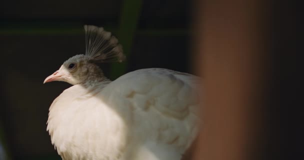 Close Pavão Branco Sentado Uma Cerca Fazenda Dia Ensolarado Bmpcc — Vídeo de Stock