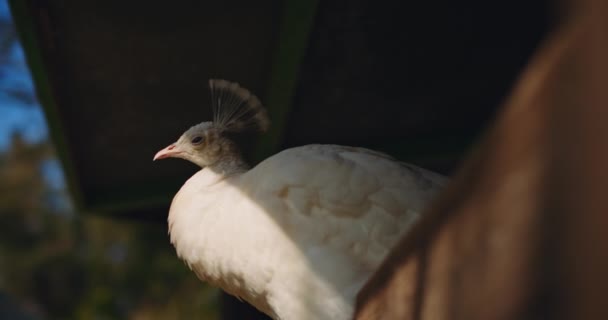 Close Pavão Branco Sentado Uma Cerca Fazenda Dia Ensolarado Bmpcc — Vídeo de Stock
