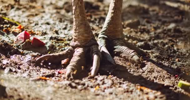 Güney Cassowary Nin Parmaklı Ayaklarına Yakın Durun Yüzeyin Derinliği Bmpcc — Stok video