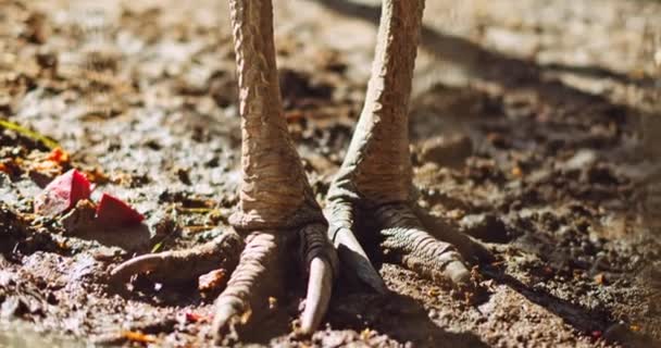Blízko Silných Silných Nohou Jižního Cassowaryho Mělká Hloubka Pole Bmpcc — Stock video