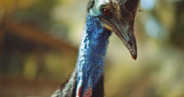 Close Van Zuid Cassowary Eten Van Een Cherry Tomaat Slow — Stockvideo