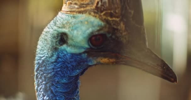 Primer Plano Cassowary Meridional Pájaro Volador Más Grande Bmpcc — Vídeos de Stock