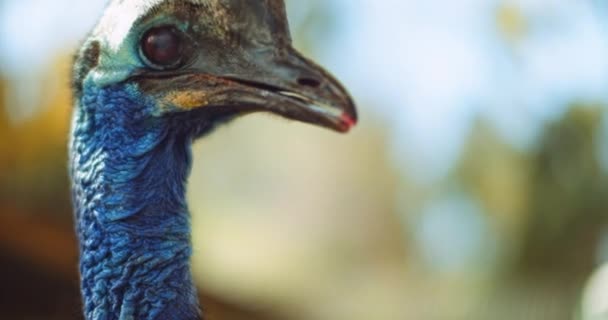 Güney Cassowary Yakın Büyük Uçamayan Kuş Bmpcc — Stok video