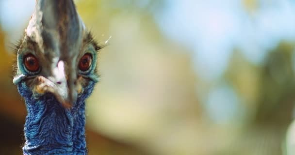 Närbild Södra Cassowary Äta Mat Slow Motion Grunt Skärpedjup Bokeh — Stockvideo