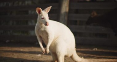 Arka planda zıplayan başka bir wallaby ile, Bennett 's Wallaby olarak da bilinen bir çiftlikte yetişkin albino kırmızı boyunlu valabiye yakın çekim. Bmpcc 4k