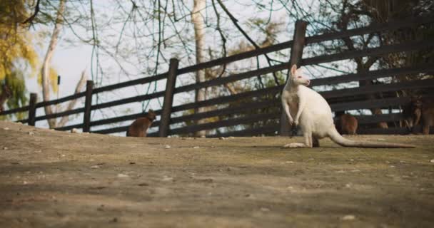 Wallaby albinos adultes à cou roux sur une ferme, également appelé Wallaby Bennett, long shot. BMPCC 4K 