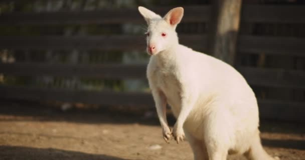 Közel Egy Felnőtt Albínó Vörös Nyakú Wallaby Hoz Egy Farmon — Stock videók