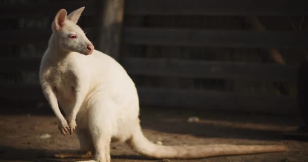 Close Adult Albino Red Necked Wallaby Farm Also Called Bennett — Stock Video