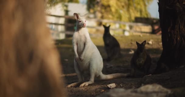 Felnőtt Albínó Vörös Nyakú Wallaby Egy Farmon Más Wallabies Háttérben — Stock videók