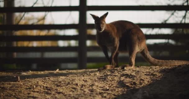 Vuxen Rödhalsad Wallaby Hoppar Iväg Vid Solnedgången Gård Slow Motion — Stockvideo