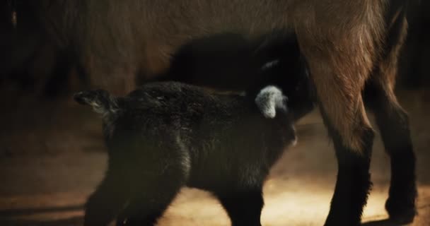 Közelkép Egy Újszülött Kecskéről Aki Egy Farmon Eteti Szoptatja Anyját — Stock videók
