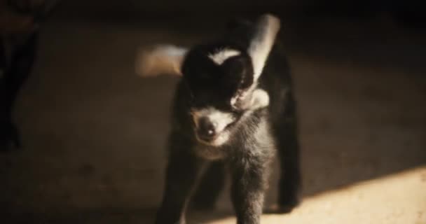 Çiftlikteki Yeni Doğmuş Bebek Keçiyi Yakın Çekim Güneş Işığı Yavaş — Stok video