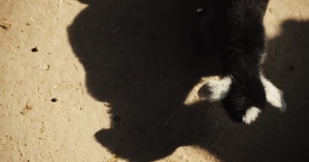 Close Van Pasgeboren Geit Een Boerderij Met Zonlicht Slow Motion — Stockvideo