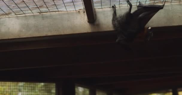 Grupo Murciélagos Voladores Cabeza Gris Colgando Boca Abajo Bmpcc — Vídeos de Stock