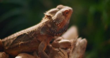 Sakallı ejderha, Pogona olarak da bilinir, bir ağaç dalında oturuyor. Bu sürüngen Avustralya 'da vahşi çölde yaşıyor. Yeşil arka plan. Yaklaş, yavaş hareket et, Shallow Dof. B-filmi. BMPCC 4K