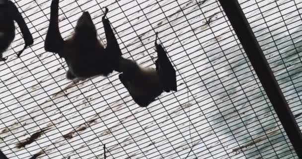 Morcego Raposa Voador Cabeça Cinza Pendurado Cabeça Para Baixo Comendo — Vídeo de Stock
