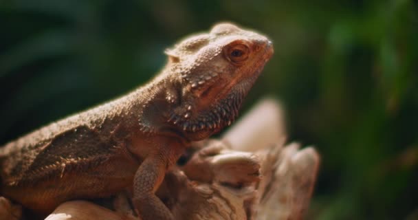 Dragon barbu, également connu sous le nom de Pogona, assis sur une branche d'arbre. Ce reptile vivant en Australie dans la faune du désert. Fond vert. Ferme-la, lent mouvement, Shallow Dof. Rouleau B. BMPCC 4K 