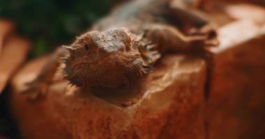 Sakallı ejderha, Pogona olarak da bilinir, bir kayanın üzerinde oturuyor. Bu sürüngen Avustralya 'da vahşi çölde yaşıyor. Yaklaş, yavaş hareket et, Shallow Dof. B-filmi. BMPCC 4K