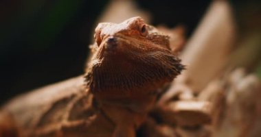 Sakallı ejderha, Pogona olarak da bilinir, bir ağaç dalında oturuyor. Bu sürüngen Avustralya 'da vahşi çölde yaşıyor. Yaklaş, yavaş hareket et, Shallow Dof. B-filmi. BMPCC 4K