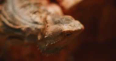 Sakallı ejderha, Pogona olarak da bilinir, başını aşağı yukarı hareket ettirir. Bu sürüngen Avustralya 'da vahşi çölde yaşıyor. Yaklaş, yavaş hareket et, Shallow Dof. B-filmi. BMPCC 4K