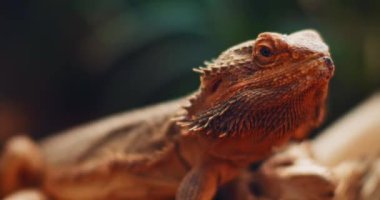 Sakallı ejderha, Pogona olarak da bilinir, bir ağaç dalında oturuyor. Bu sürüngen Avustralya 'da vahşi çölde yaşıyor. Yaklaş, yavaş hareket et, Shallow Dof. B-filmi. BMPCC 4K