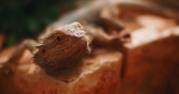 Бородатый Дракон Известный Погона Сидит Скале Рептилия Живёт Австралии Пустыне — стоковое видео