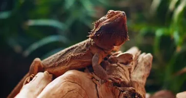 Sakallı ejderha, Pogona olarak da bilinir, bir ağaç dalında oturuyor. Bu sürüngen Avustralya 'da vahşi çölde yaşıyor. Yeşil arka plan. Yaklaş, yavaş hareket et, Shallow Dof. B-filmi. BMPCC 4K
