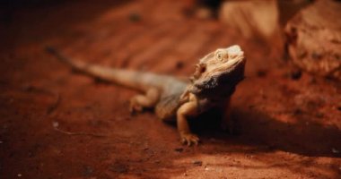 Sakallı ejderha, Pogona olarak da bilinir, yerde yatar, yukarı bakar. Bu sürüngen Avustralya 'da vahşi çölde yaşıyor. Yaklaş, yavaş hareket et, Shallow Dof. B-filmi. BMPCC 4K