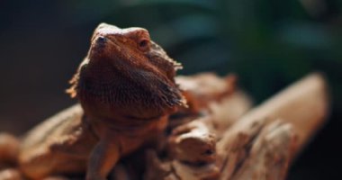 Sakallı ejderha, Pogona olarak da bilinir, bir ağaç dalında oturuyor. Bu sürüngen Avustralya 'da vahşi çölde yaşıyor. Yaklaş, yavaş hareket et, Shallow Dof. B-filmi. BMPCC 4K