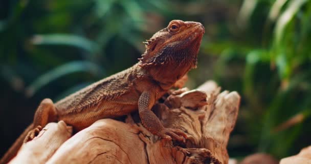 ポゴナとして知られるひげを生やした龍は 木の枝に座っている この爬虫類は砂漠の野生生物のオーストラリアに住んでいる 緑の背景 スローモーション シャロー Bロール Bmpcc — ストック動画