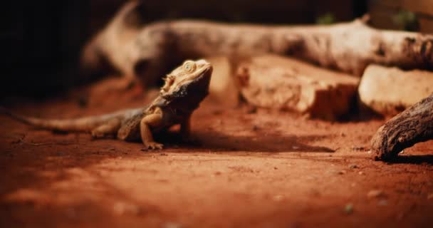 Sakallı Ejderha Pogona Olarak Bilinir Yerde Yatar Yukarı Bakar Sürüngen — Stok video