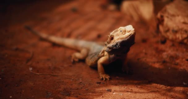 Бородатый Дракон Известный Погона Лежит Земле Смотрит Вверх Рептилия Живёт — стоковое видео