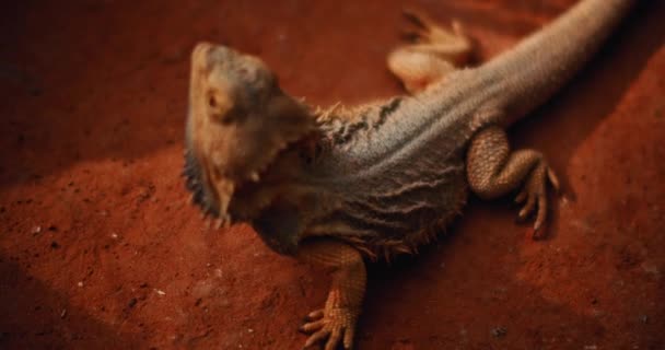 Dragón Barbudo También Conocido Como Pogona Tendido Suelo Mirando Hacia — Vídeo de stock