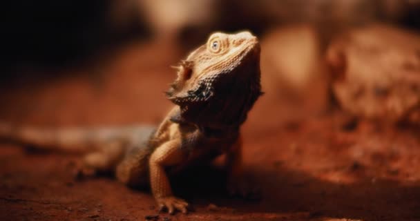 Drago Barbuto Noto Anche Come Pogona Sdraiato Terra Guardando Alto — Video Stock