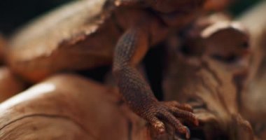 Sakallı ejderha, Pogona olarak da bilinir, bir ağaç dalında oturuyor. Bu sürüngen Avustralya 'da vahşi çölde yaşıyor. Yeşil arka plan. Yaklaş, yavaş hareket et, Shallow Dof. B-filmi. BMPCC 4K