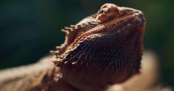 ポゴナとして知られるひげを生やした龍は 木の枝に座っている この爬虫類は砂漠の野生生物のオーストラリアに住んでいる 緑の背景 スローモーション シャロー Bロール Bmpcc — ストック動画
